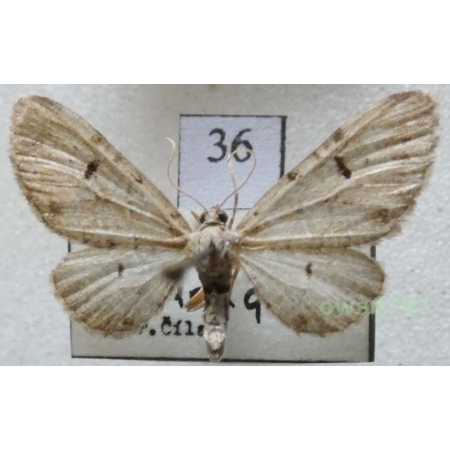 Eupithecia pimpinellata (Hübner, 1813) Czech36